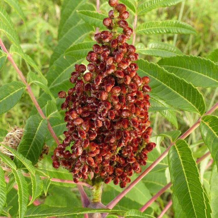Sumacs — smooth, winged & staghorn (Rhus glabra, R. copallinum, R. typhina) reference photo 2