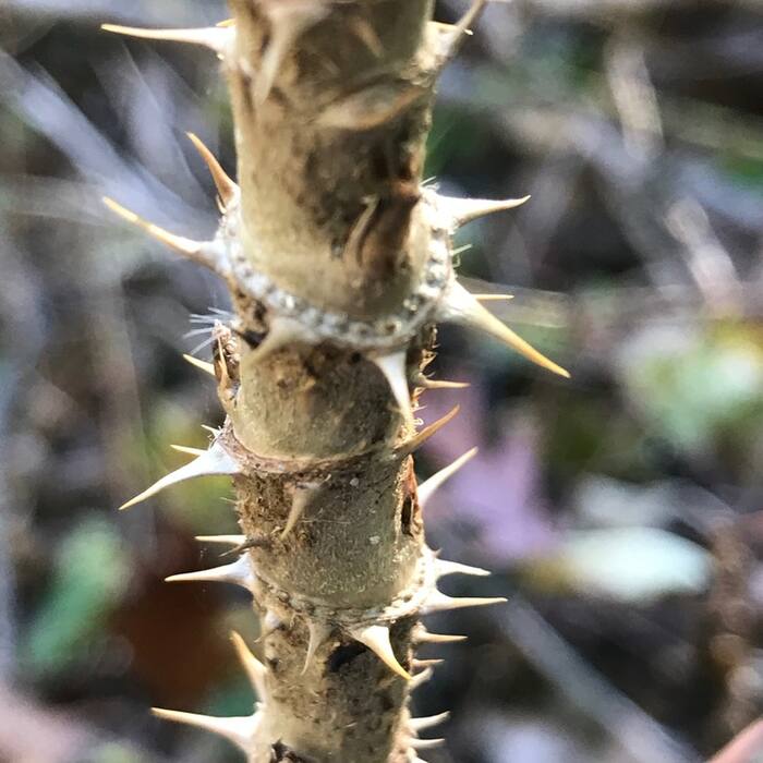 Japanese angelica tree (Aralia elata) — the invasive twin reference photo 4