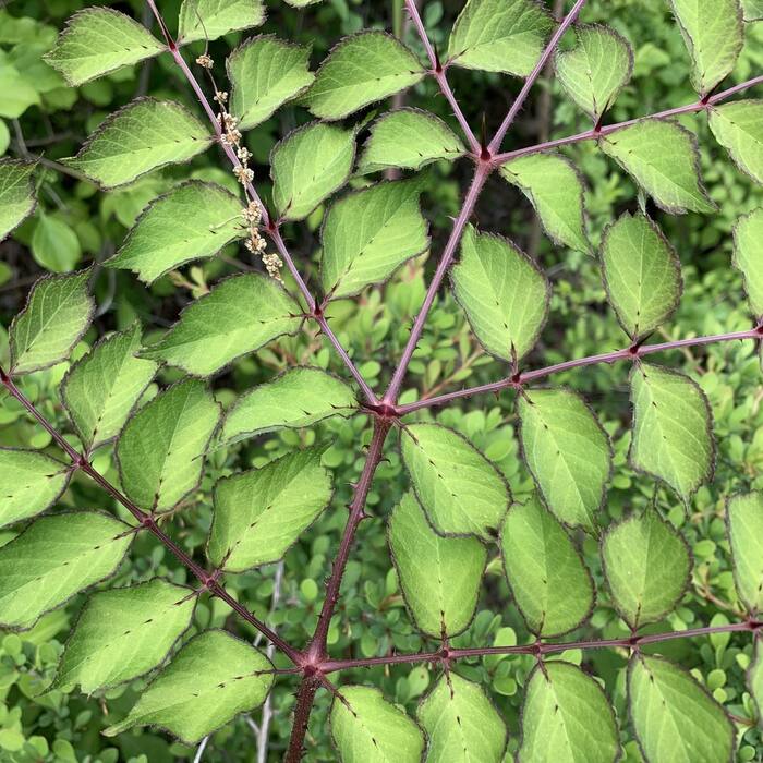 Japanese angelica tree (Aralia elata) — the invasive twin reference photo 1