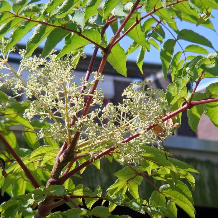 Japanese angelica tree (Aralia elata) — the invasive twin reference photo 2