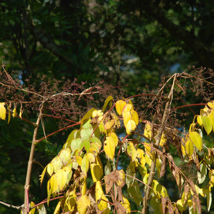 Japanese angelica tree (Aralia elata) — the invasive twin reference photo 3