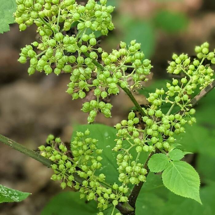 American spikenard (Aralia racemosa) reference photo 4