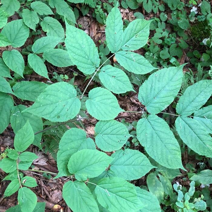 American spikenard (Aralia racemosa) reference photo 2