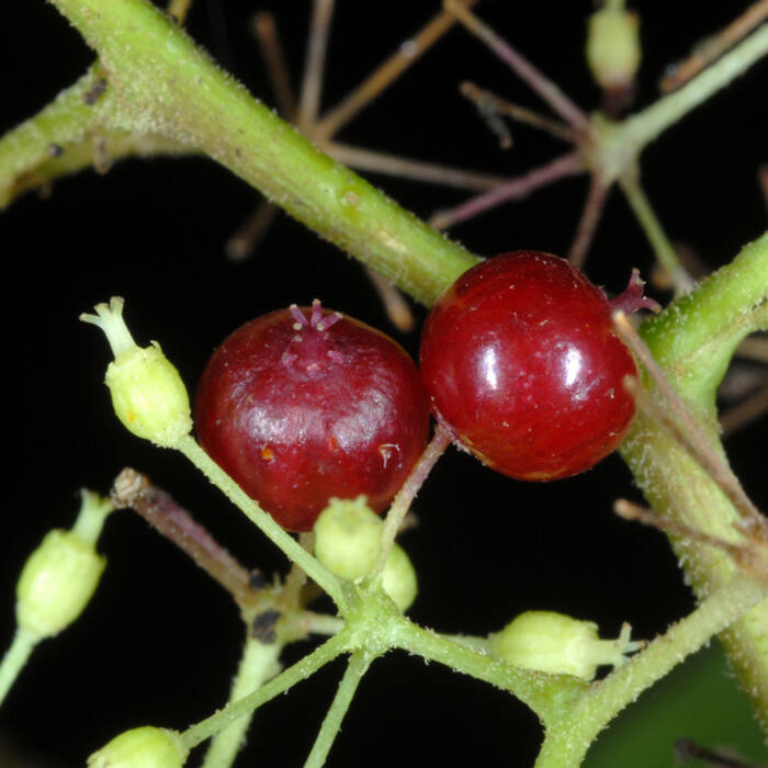 American spikenard (Aralia racemosa) reference photo 3