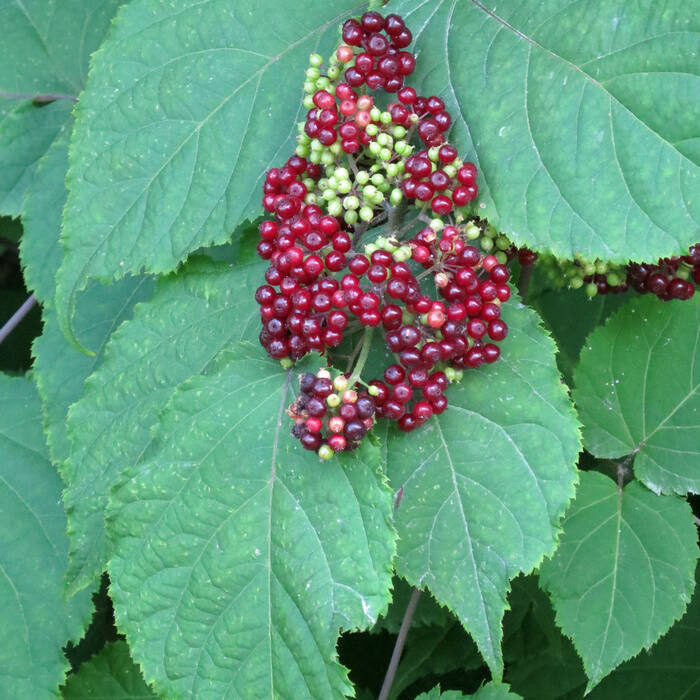 American spikenard (Aralia racemosa) reference photo 1