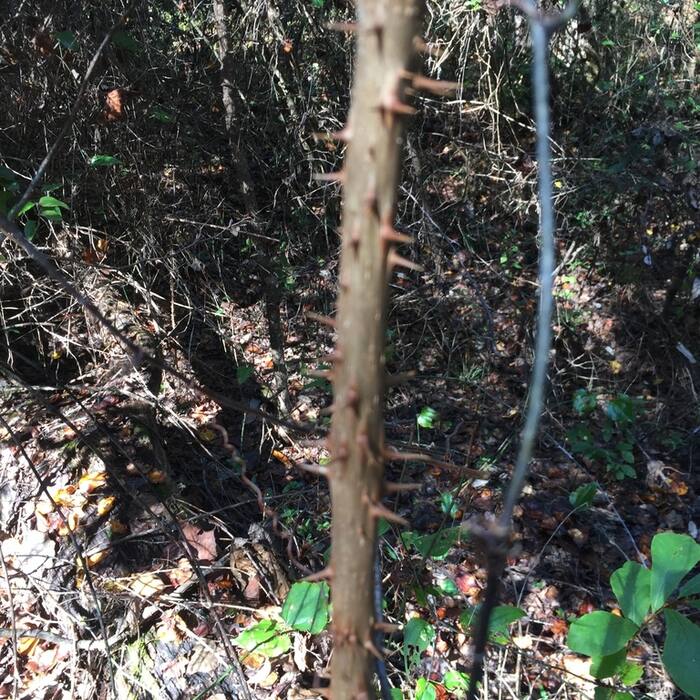 Devil's walking stick bark reference
