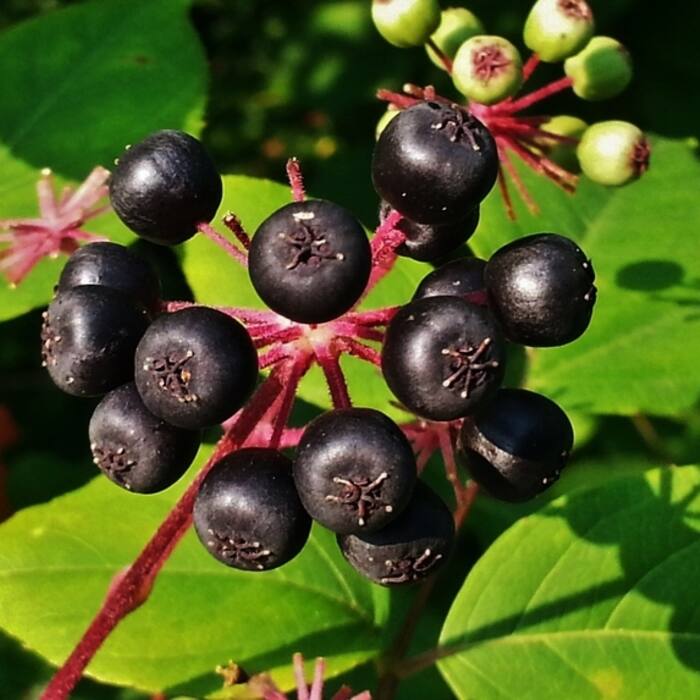Devil's walking stick