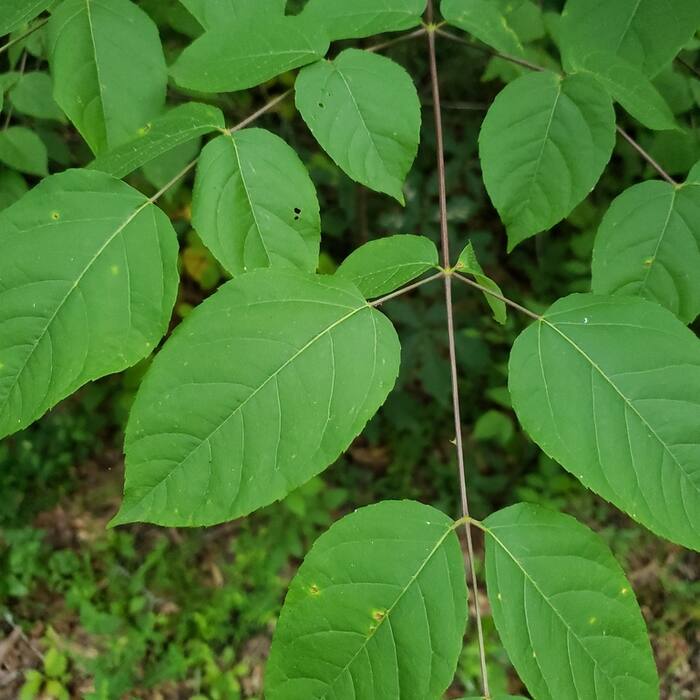 Devil's walking stick leaf reference