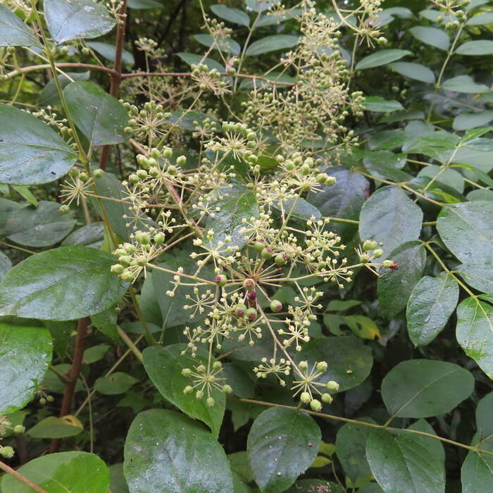 Devil's walking stick panicle reference