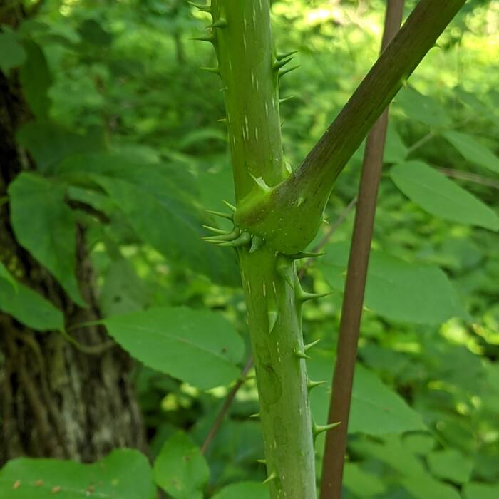 Devil's walking stick spines reference
