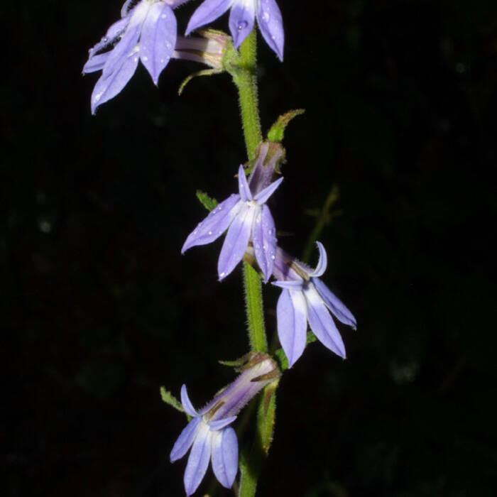 Downy lobelia (Lobelia puberula) — the default tall lobelia in Person County and the one I'll actually meet most reference photo 1