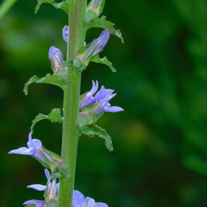 Downy lobelia (Lobelia puberula) — the default tall lobelia in Person County and the one I'll actually meet most reference photo 2