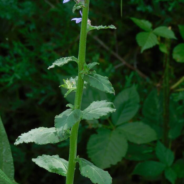Downy lobelia (Lobelia puberula) — the default tall lobelia in Person County and the one I'll actually meet most reference photo 4
