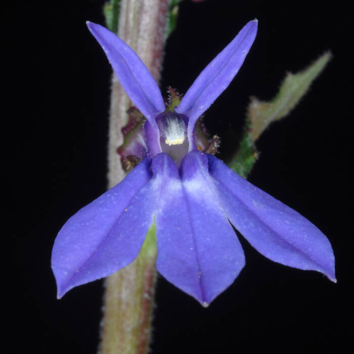Downy lobelia (Lobelia puberula) — the default tall lobelia in Person County and the one I'll actually meet most reference photo 3