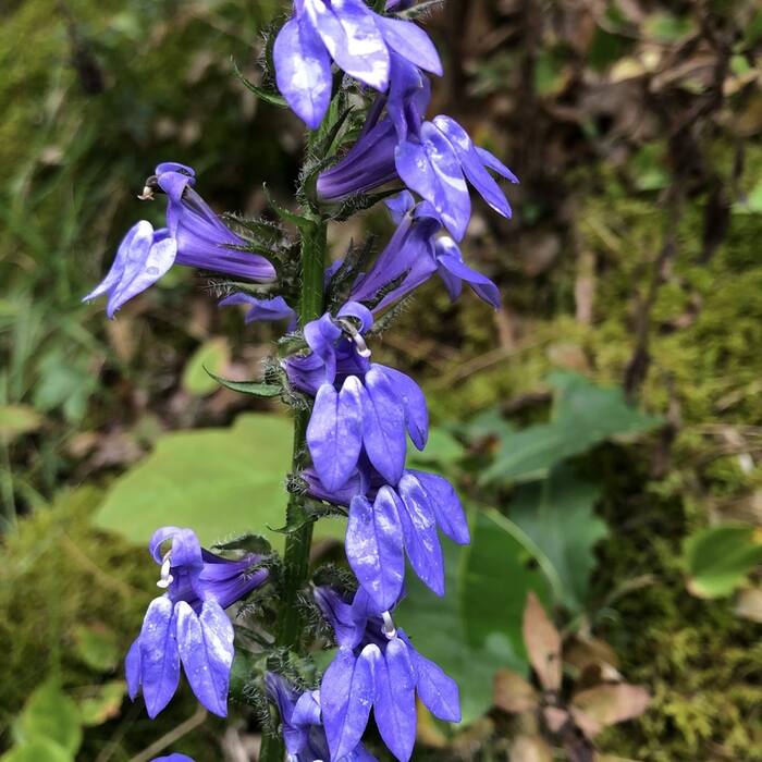 Great blue lobelia (Lobelia siphilitica) — its other common name is literally blue cardinal-flower, so searches collide reference photo 1
