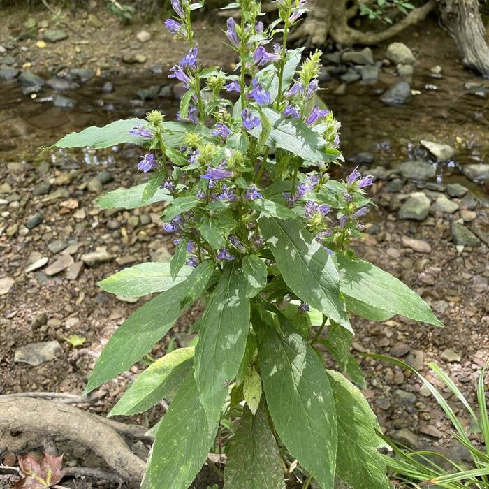 Great blue lobelia (Lobelia siphilitica) — its other common name is literally blue cardinal-flower, so searches collide reference photo 2
