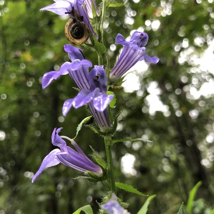 Great blue lobelia (Lobelia siphilitica) — its other common name is literally blue cardinal-flower, so searches collide reference photo 4