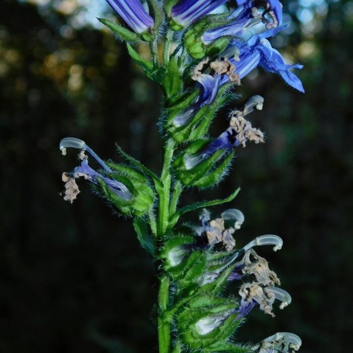 Great blue lobelia (Lobelia siphilitica) — its other common name is literally blue cardinal-flower, so searches collide reference photo 3