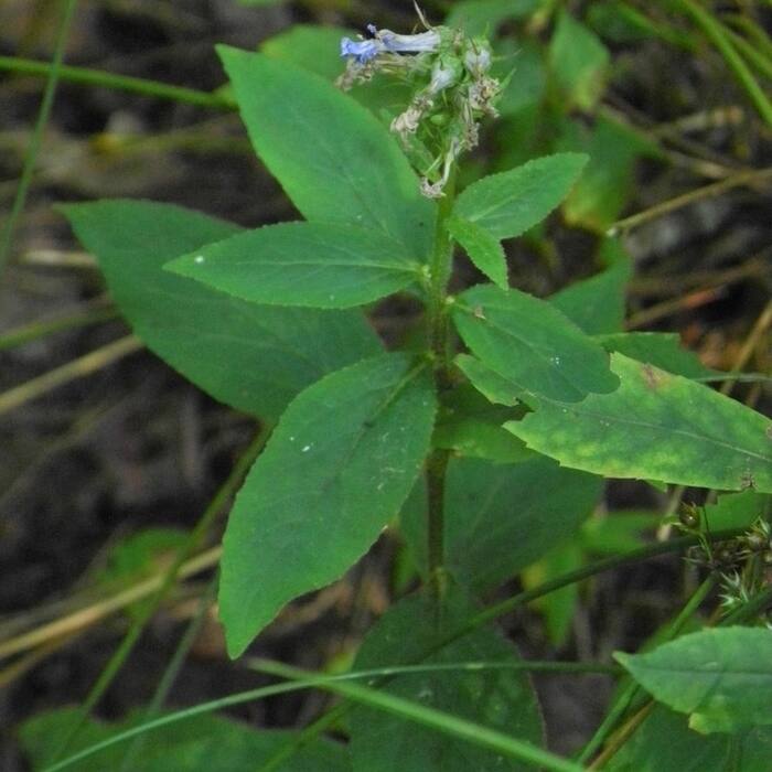 Georgia lobelia (Lobelia georgiana) — the genuinely wild tall smooth blue lobelia of Piedmont mud reference photo 2