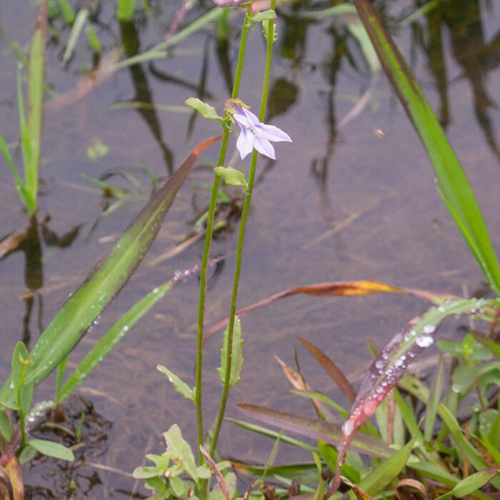 Georgia lobelia (Lobelia georgiana) — the genuinely wild tall smooth blue lobelia of Piedmont mud reference photo 3