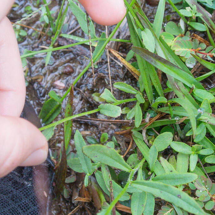 Georgia lobelia (Lobelia georgiana) — the genuinely wild tall smooth blue lobelia of Piedmont mud reference photo 4