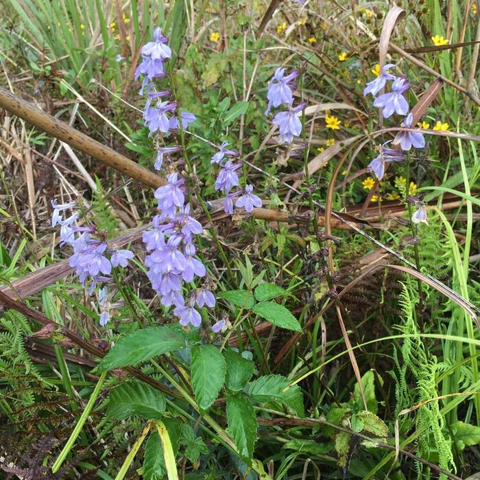 Georgia lobelia (Lobelia georgiana) — the genuinely wild tall smooth blue lobelia of Piedmont mud reference photo 1
