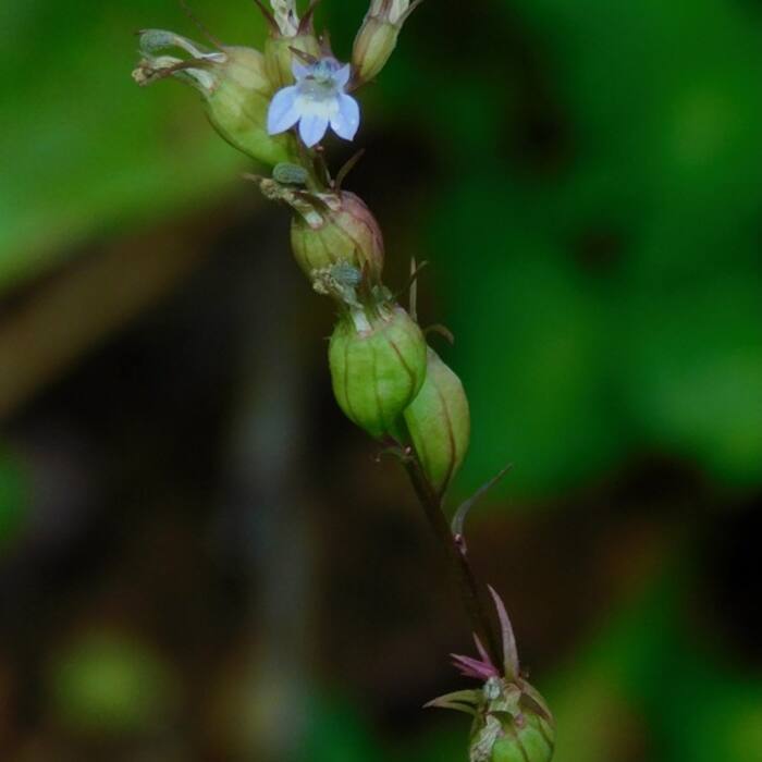 Indian-tobacco (Lobelia inflata) — same genus architecture, common and widespread, and the most poisonous thing on this list reference photo 4