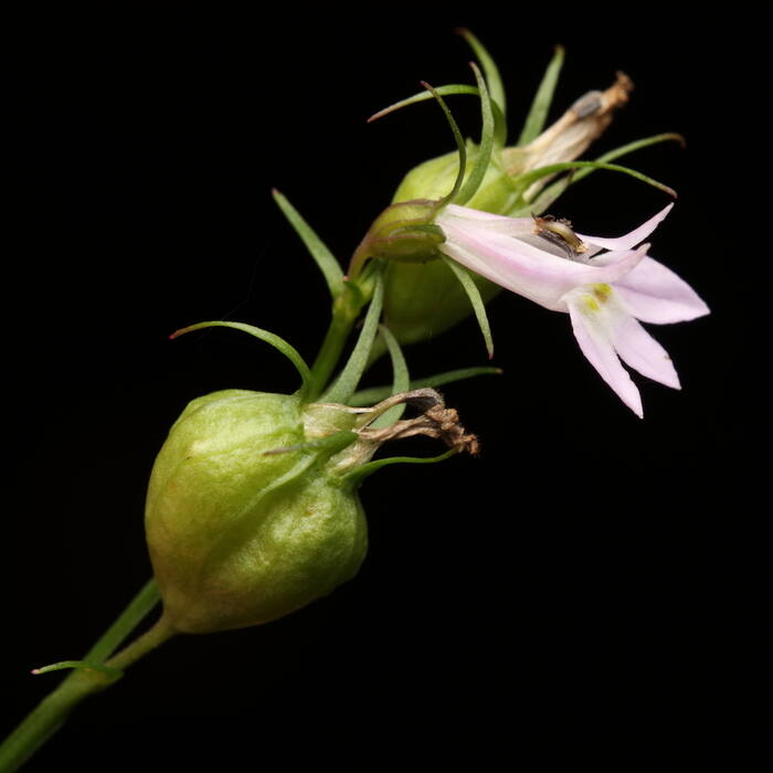 Indian-tobacco (Lobelia inflata) — same genus architecture, common and widespread, and the most poisonous thing on this list reference photo 1