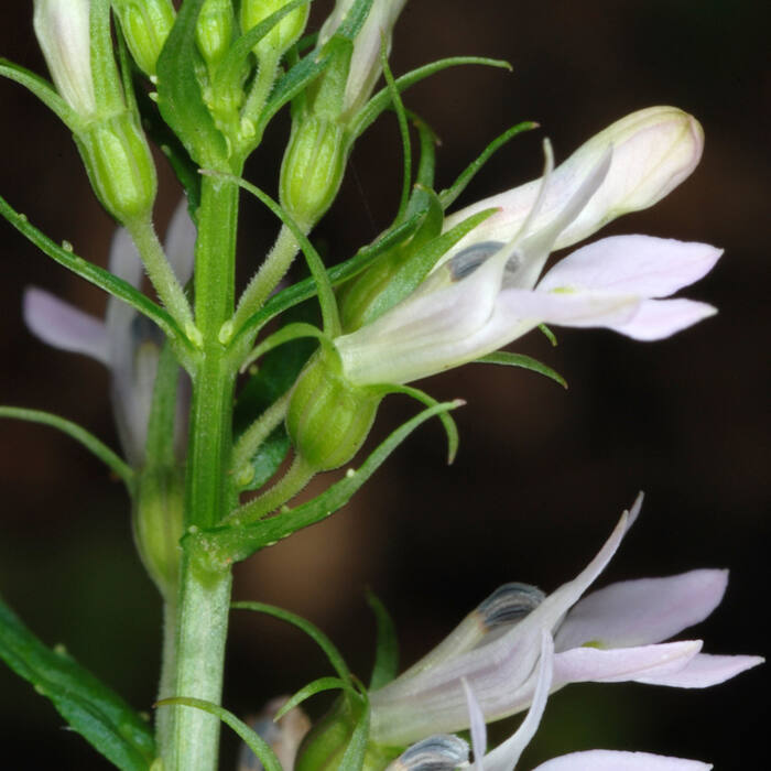 Indian-tobacco (Lobelia inflata) — same genus architecture, common and widespread, and the most poisonous thing on this list reference photo 2