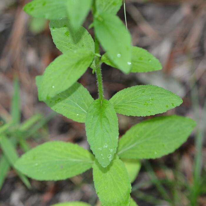 Indian-tobacco (Lobelia inflata) — same genus architecture, common and widespread, and the most poisonous thing on this list reference photo 3