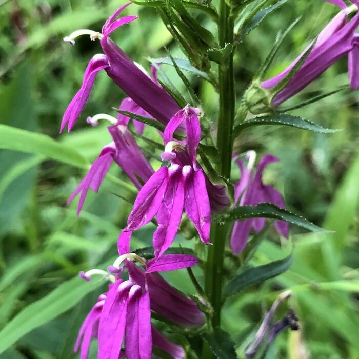 Hybrid cardinal flower (Lobelia speciosa) — sold as 'Queen Victoria', 'Fan Scarlet', 'Vedrariensis' and planted in exactly the rain gardens I'd hunt reference photo 1