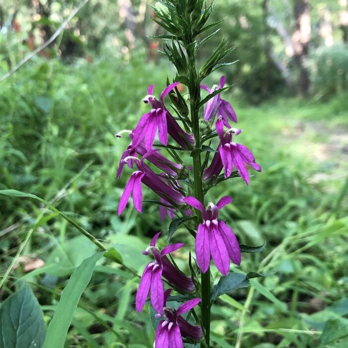 Hybrid cardinal flower (Lobelia speciosa) — sold as 'Queen Victoria', 'Fan Scarlet', 'Vedrariensis' and planted in exactly the rain gardens I'd hunt reference photo 4