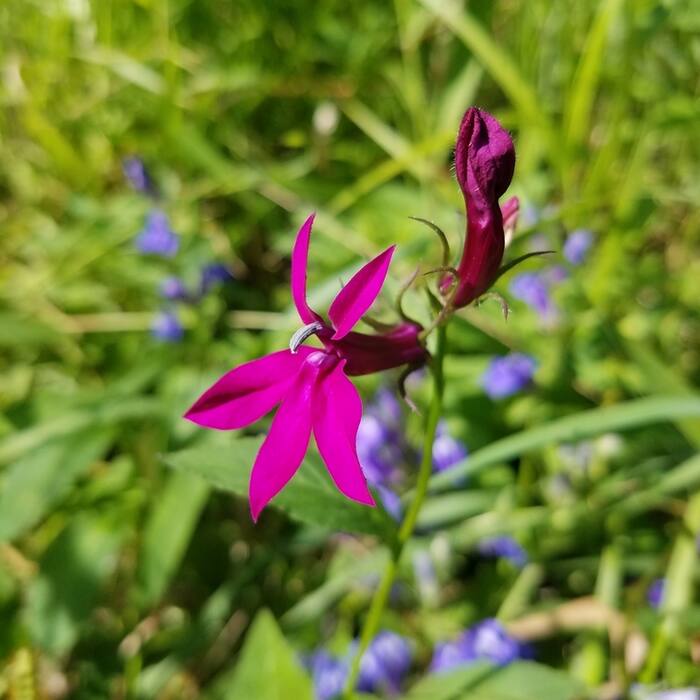 Hybrid cardinal flower (Lobelia speciosa) — sold as 'Queen Victoria', 'Fan Scarlet', 'Vedrariensis' and planted in exactly the rain gardens I'd hunt reference photo 2