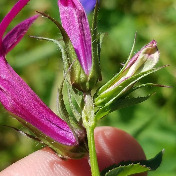 Hybrid cardinal flower (Lobelia speciosa) — sold as 'Queen Victoria', 'Fan Scarlet', 'Vedrariensis' and planted in exactly the rain gardens I'd hunt reference photo 3