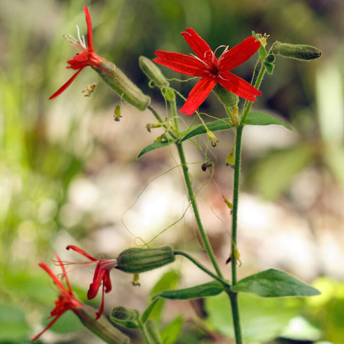 Fire pink (Silene virginica) — the highest-volume red-flower confusion in the region at 599 iNat records reference photo 1