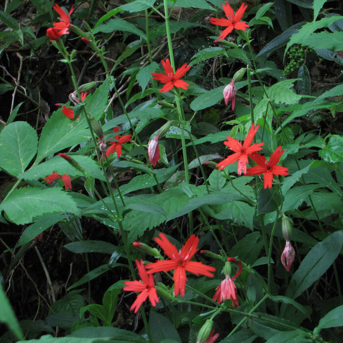 Fire pink (Silene virginica) — the highest-volume red-flower confusion in the region at 599 iNat records reference photo 4