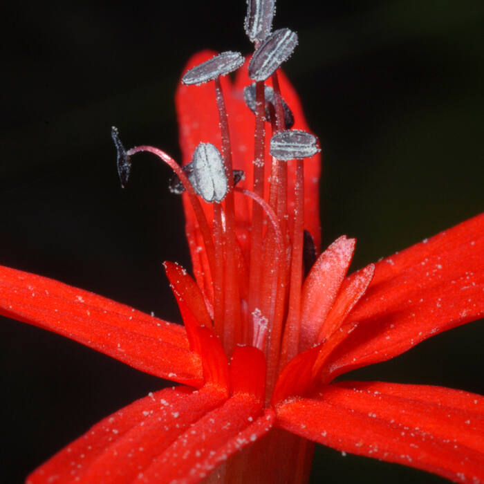 Fire pink (Silene virginica) — the highest-volume red-flower confusion in the region at 599 iNat records reference photo 3