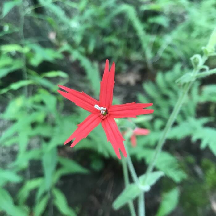 Fire pink (Silene virginica) — the highest-volume red-flower confusion in the region at 599 iNat records reference photo 2