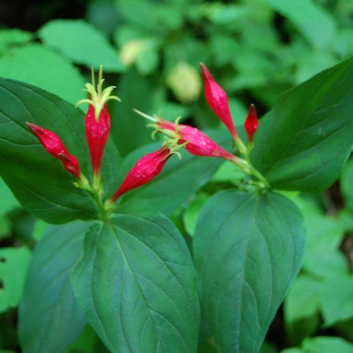 Indian pink (Spigelia marilandica) — visually the closest thing to a cardinal flower raceme, and NC Extension lists the name for both plants reference photo 3