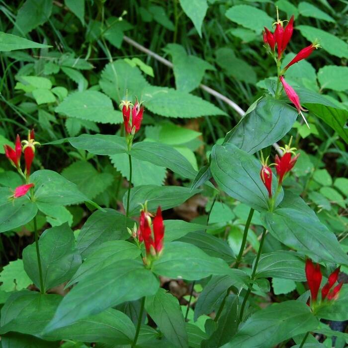 Indian pink (Spigelia marilandica) — visually the closest thing to a cardinal flower raceme, and NC Extension lists the name for both plants reference photo 2