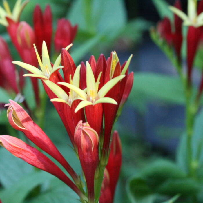 Indian pink (Spigelia marilandica) — visually the closest thing to a cardinal flower raceme, and NC Extension lists the name for both plants reference photo 1