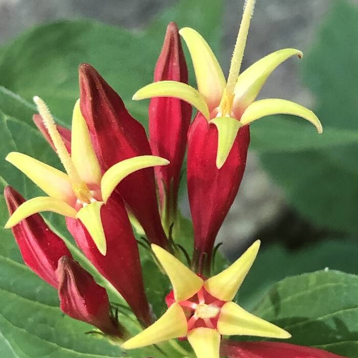 Indian pink (Spigelia marilandica) — visually the closest thing to a cardinal flower raceme, and NC Extension lists the name for both plants reference photo 4