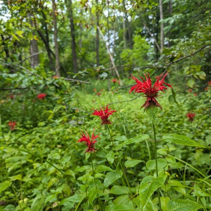 Scarlet beebalm (Monarda didyma) — third most common real-world misidentification of cardinal flower on iNaturalist reference photo 2