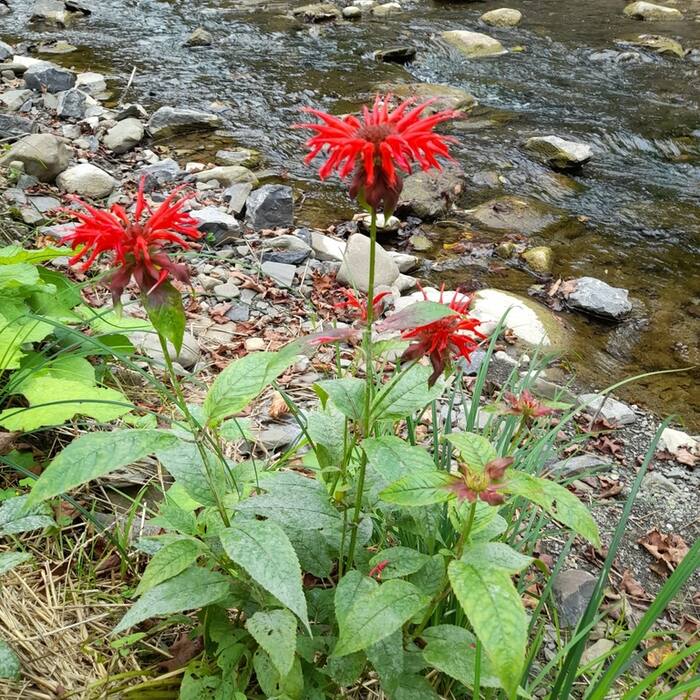 Scarlet beebalm (Monarda didyma) — third most common real-world misidentification of cardinal flower on iNaturalist reference photo 3