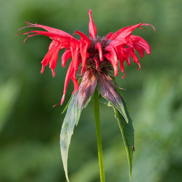 Scarlet beebalm (Monarda didyma) — third most common real-world misidentification of cardinal flower on iNaturalist reference photo 1