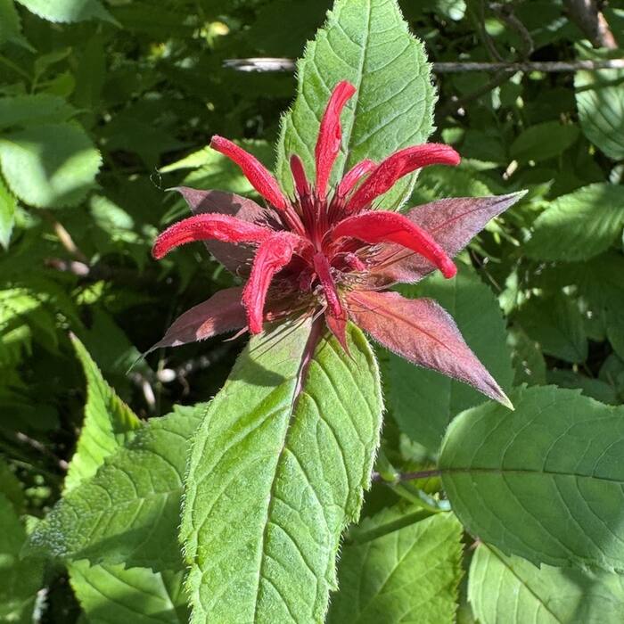 Scarlet beebalm (Monarda didyma) — third most common real-world misidentification of cardinal flower on iNaturalist reference photo 4