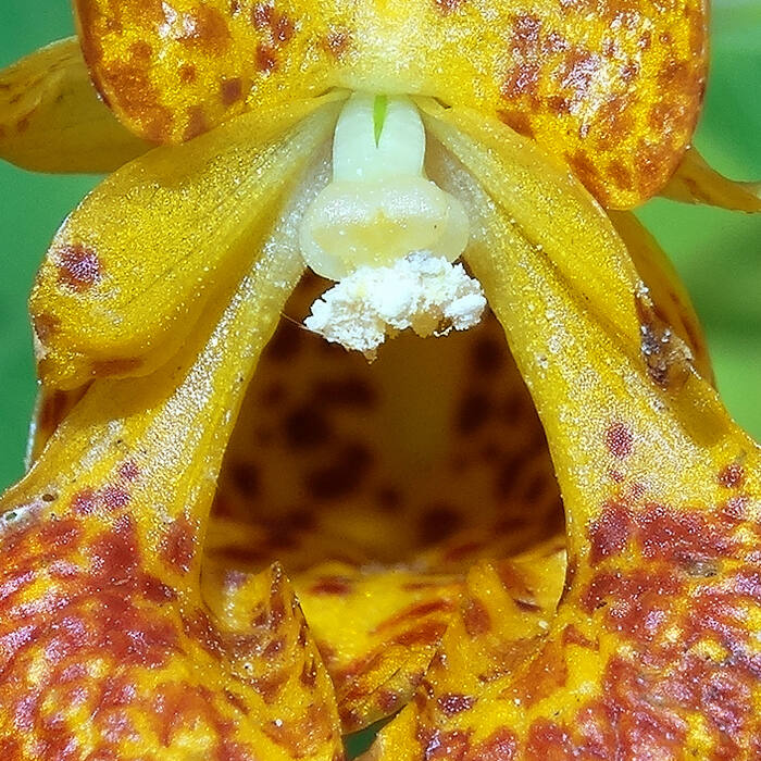 Spotted jewelweed (Impatiens capensis) — the most abundant plant sharing this ground, 805 records in the block reference photo 3