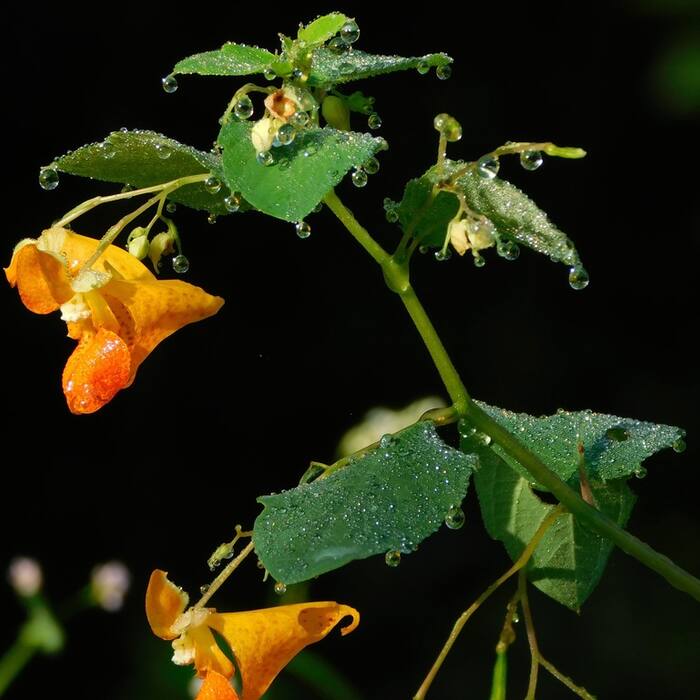 Spotted jewelweed (Impatiens capensis) — the most abundant plant sharing this ground, 805 records in the block reference photo 2