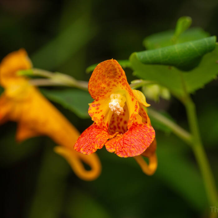 Spotted jewelweed (Impatiens capensis) — the most abundant plant sharing this ground, 805 records in the block reference photo 1