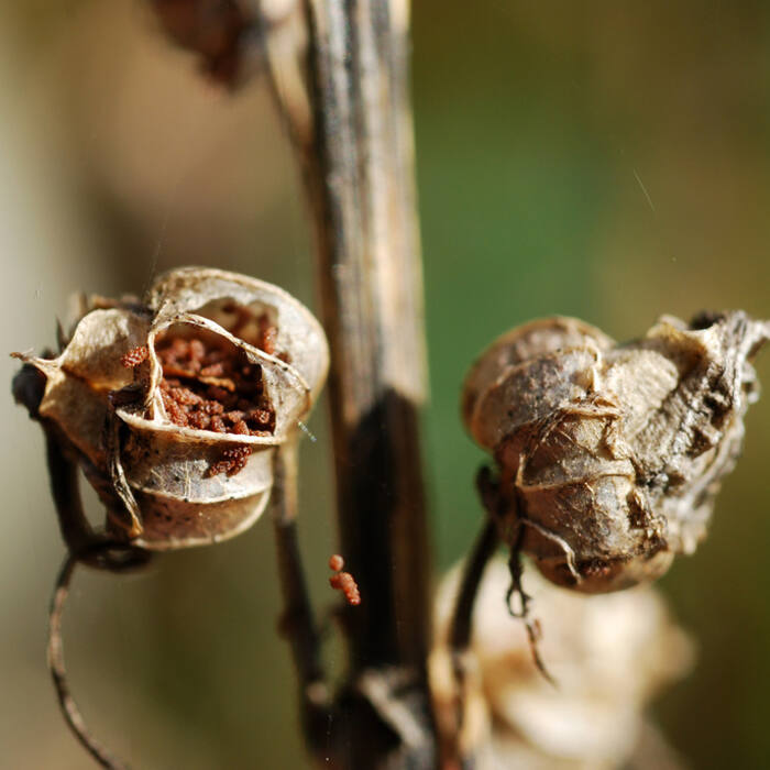 Cardinal flower capsule reference
